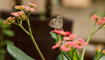 Brown and white owl butterfly perches on the pink flowers
